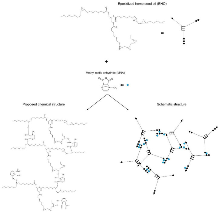 Epoxidized hemp oil (EHO) reaction using methyl nadic anhydride (MNA) as a crosslinker. Black dots: oxirane groups; Blue dots: MNA molecule.
