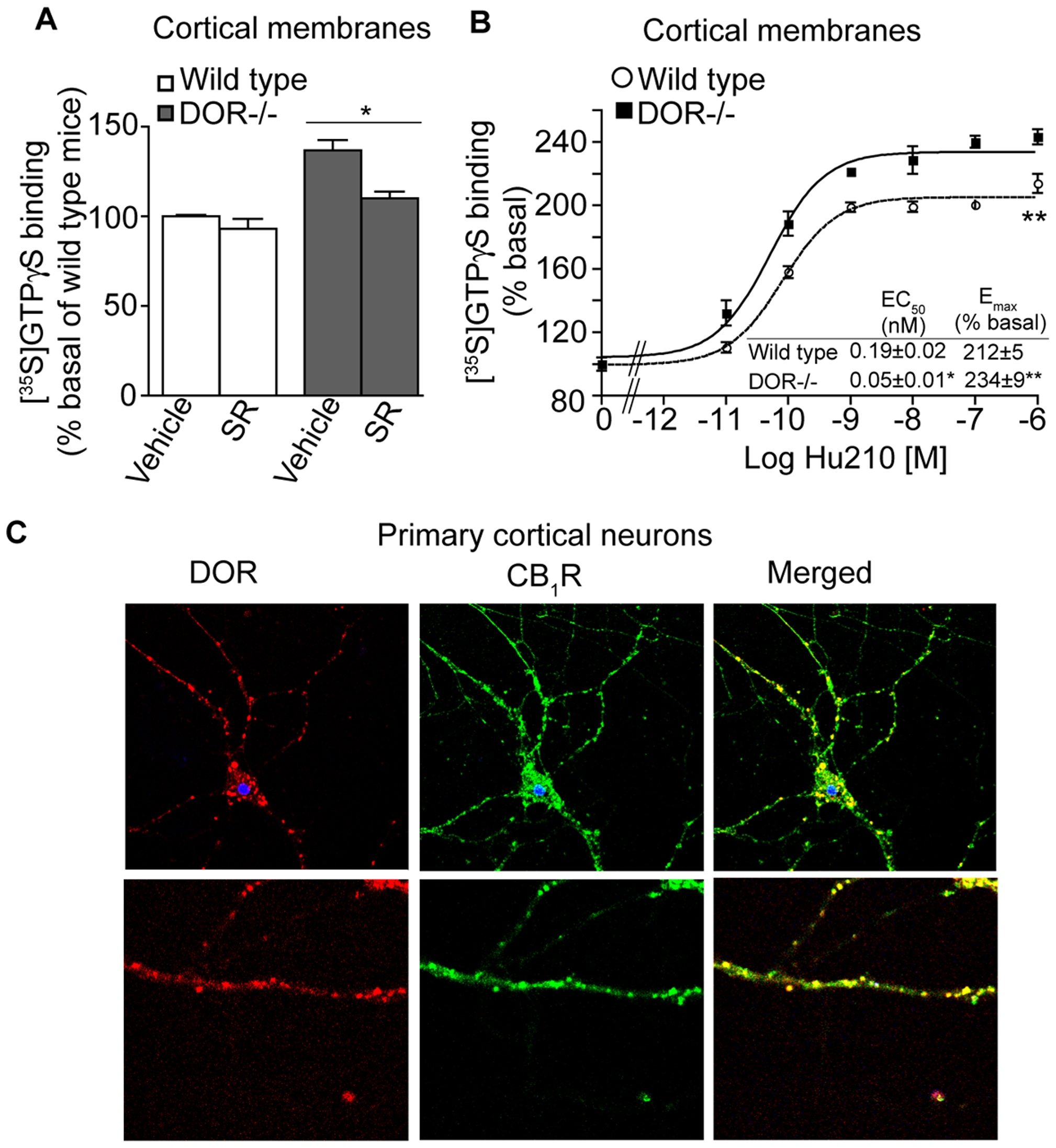 Increased CB1R activity in the absence of DOR. A, Basal [35S]GTPγS binding was measured in cortical membranes from wild-type and DOR −/− mice. Membranes from cortices were prepared as described [31]–[33], treated with vehicle or 1 µM SR141716 (SR) for 1 hour and subjected to [35S]GTPγS binding as described in Methods. Basal [35S]GTPγS binding/10 µg protein in vehicle treated membranes is taken as 100%. Data represent Mean ± SEM (n = 3 individual animals in triplicate). Statistically significant differences between vehicle and SR141716 treatment are indicated *p<0.05, (t test). B, [35S]GTPγS binding assay in cortical membranes from wild-type and DOR −/− mice. Membranes were treated with increasing concentrations of the CB1R agonist Hu210 (0–1 µM) and [35S]GTPγS binding was measured as described in Methods. EC50 and Emax values were calculated using GraphPad Prism software. Data represent Mean ± SEM (n = 3 individual animals in triplicate). *p<0.05; **p<0.01 for DOR−/− vs wild-type (t test). C, Localization of endogenous CB1R and DOR in mouse primary cortical cells, 14DIV. Cells fixed with 4%PFA in PBS and permeablized with 0.1% Triton, were immunostained with the goat polyclonal anti-CB1R(N-terminal) antibody (1∶500; green) and rat polyclonal anti-DOR antibody (1∶500; red) and visualized using Alexa 488-conjugated anti-goat (1∶1000) and Alexa 594-conjugated anti-rat (1∶1000) secondary antibodies using confocal microscopy as described in Methods. Representative figure from 3 independent experiments shown.