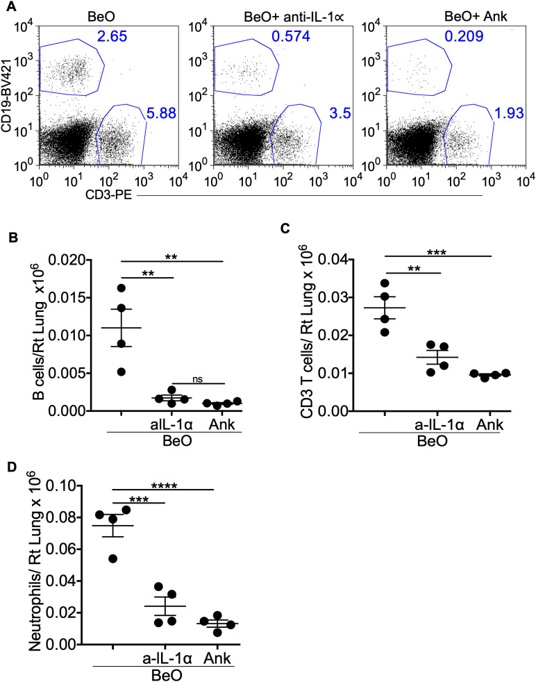 Neutralization of IL-1α and IL-1R1 abrogates BeO-induced lung inflammation and B cell recruitment. BeO exposed mice were treated with an isotype control antibody, anti-IL-1α, or Anakinra, and sacrificed on day 12. (A) Flow cytometry analysis of BALF shows CD19+ B cell and CD3+ T cell populations on day 12. (B) Total number of tissue-specific B220+ B cells in the lungs of antibody-treated mice on day 12. (C) Total number of CD3+ T cells in the lungs of antibody-treated mice on day 12. (D) Total number of neutrophils in the lungs on day 12. Data are representative of three independent experiments, 4 mice per group. One-way ANOVA was used to test statistical differences among the groups. P<0.05 (*) is considered statistically significant. P < 0.01 (**), P < 0.001 (***), P < 0.0001 (****).