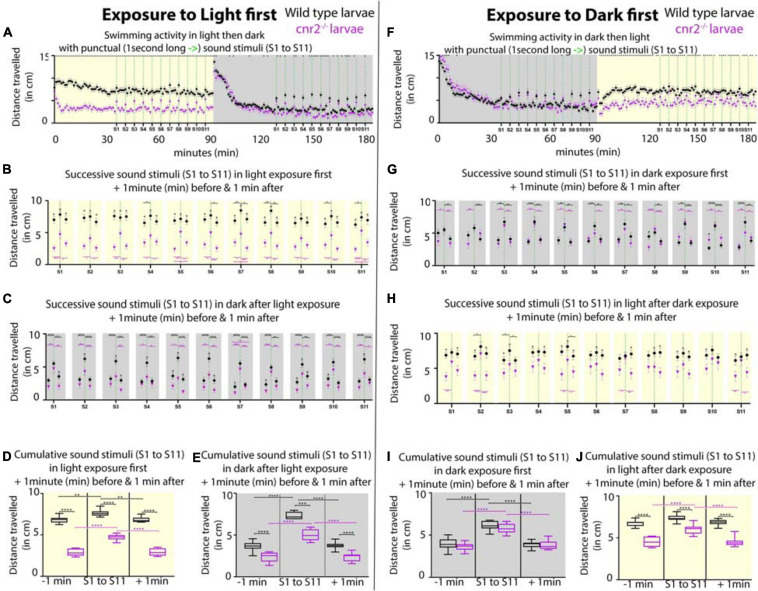 Swimming activity recorded in 6-day post-fertilization (dpf) wildtype and cnr2upr1/upr1 larvae after punctual sound stimuli (S1 to S11) during light or dark exposure. (A) Averaged swimming distances traveled/larva/min by wildtype (black dots) or mutant (magenta triangle) animals, that were first submitted to a 90-min light period (yellow box = maximum and constant intensity of 385Lux), followed by a 90-min dark period. At minute 36, larvae were exposed to a 1-s-long sound stimulus (S, vertical green dashed line at 450Hz) and then repeatedly at 5 min intervals (S1 to S11, yellow box). At S12, light was turned off and animals were left unstimulated for acclimation to dark for 35 min (gray box). At minute 126, sound stimulations were resumed (S1-S11, green dashed lines in gray box). (B,C) Averaged swimming responses in light (B, yellow box) and dark (C, gray box) periods during all successive sound stimulations (S1 to S11) showing the average distance traveled during the 1-min preceding, including, and following each individual sound stimulus (S1 to S11, green dashed lines). (D,E) Averaged swimming distances in light (D, yellow box) and dark (E, gray box) periods showing the compiled results for all 1-min preceding (-1 min), 1-min including (S1 to S11), and 1-min following (+1 min) the 11 sound stimulations. (F–J) Same modalities as in panel (A–E) except that animals are now first exposed to dark for a 90-min followed by a 90-min light period. Error bars represent the standard errors of the mean (SEM) and significance is indicated by * (* = p < 0.05, ** = p < 0.01*** p < 0.001, and **** p < 0.0001. Were omitted for clarity), comparing wildtype to mutant swimming activity, or as indicated by the color coordinated parentheses.