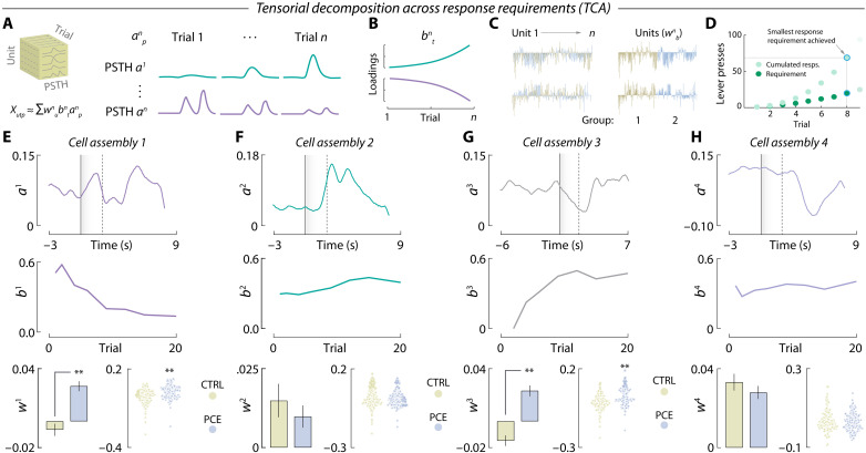 Tensor decomposition reveals overrepresented cue-responding, effort-encoding NAc firing patterns in PCE rats.(A and B) Tensor representation of trial-structured neural data used to parse out effort-related NAc encoding dynamics during PR responding. (C) Example unit factor loadings color-coded by group assignment. In the right, the same units have been ordered by group assignment. (D) PR trials, associated lever presses and response requirements selected for TCA analysis. (E to H) PSTH pattern (top), trial-by-trial temporal evolution (middle), and unit factor loadings (bottom) of the four tensorial cell assemblies identified by TCA. PCE selectively up-regulates effort-related, cue-triggered patterns of neuronal activity in the NAc, as reported by cell assemblies a1pb1tw1b (**t317 = 5.62 and P < 0.001) and a3pb3tw3b (**t317 = 6.41 and P < 0.001) but not a2pb2tw2b (Welch’s t254.5 = 0.79 and P = 0.42) and a4pb4tw4b (t317 = 0.98 and P = 0.32) (nCTRL = 143 and nPCE = 176).