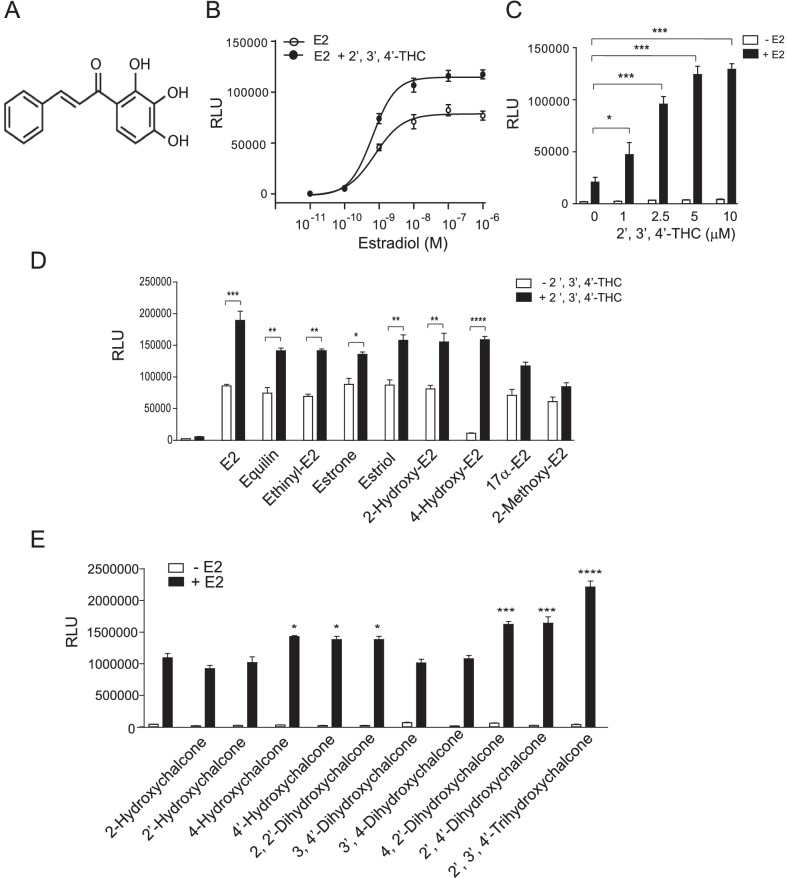 2′,3′,4′-THC synergizes with E2 to induce transcription with ERα. A Chemical structure of 2′,3′,4′-THC. B U2OS cells cotransfected with ERE-TK-Luc and ERα were treated with increasing concentrations of E2 in the absence and presence of 5 μM 2′,3′,4′-THC for 24 h. The average RLU for the control cells was 2551 and the 2′,3′,4′-THC treated cells was 2650. C U2OS cells cotransfected with NKG2E-TK-Luc and ERα were treated with increasing concentrations of 2′,3′,4′-THC in the absence and presence of 10 nM E2 for 24 h. D U2OS cells cotransfected with NKG2E-TK-Luc and ERα were treated with 10 nM E2 or 100 nM of the other estrogens in the absence and presence of 5 μM 2′,3′,4′-THC for 24 h. E U2OS cells cotransfected with NKG2E-TK-Luc and ERα were treated with 5 μM of each chalcone in the absence or presence of 10 nM E2 for 24 h. Luciferase activity was measured in cellular lysates with a luminometer. RLU is relative light units. Each point in the figures represents the mean of triplicate samples ± SE. C, D The asterisks indicate statistical significance between the two groups analyzed by t-test. E The asterisks over the bars indicate the significant difference between E2 alone and E2 in combination with the chalcone as analyzed by t-test