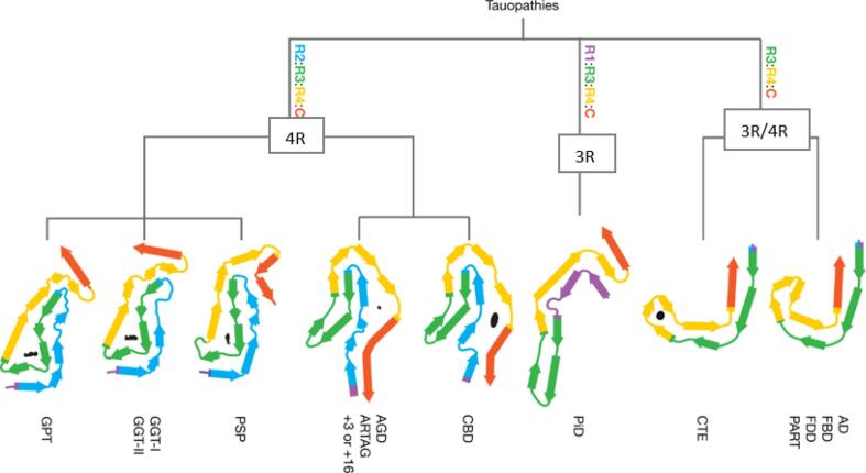 Structural classification of tauopathies based on cryogenic electron microscopy (cryo-EM). Tau residues are depicted by colouration and listed from R1-R4. Tau filament composition is classified according to 1) composition by isoforms and 2) core layer structure. Among the 3R/4R tauopathies, the CTE tau fibril is distinct from AD, FBD, FDD, and PART fibrils. Similarly, the 4R tauopathies are divided into two classes with either three-layered core regions (PSP, GPT, and GGT) or four-layered core regions (CBD, ARTAG, and AGD). AD = Alzheimer’s disease, FBD = familial British dementia, FDD = familial Danish dementia, PART = primary age-related tauopathy, CTE = chronic traumatic encephalopathy, PiD = Pick’s disease, CBD = corticobasal degeneration, AGD = argyrophilic grain disease, ARTAG = ageing-related tau astrogliopathy, PSP = progressive supranuclear palsy, GGT = globular glial tauopathy, GPT = GGT-PSP-tau. Figure is modified from Shi Y, Zhang W, Yang Y, Murzin AG, Falcon B, Kotecha A, van Beers M, Tarutani A, Kametani F, Garringer HJ, Vidal R, Hallinan GI, Lashley T, Saito Y, Murayama S, Yoshida M, Tanaka H, Kakita A, Ikeuchi T, Robinson AC, Mann DMA, Kovacs GG, Revesz T, Ghetti B, Hasegawa M, Goedert M, Scheres SHW. Structure-based classification of tauopathies. Nature. 2021 Oct;598(7880):359–363. https://doi.org/10.1038/s41586-021-03911-7. Epub 2021 Sep 29. PMID: 34588692; PMCID: PMC7611841.