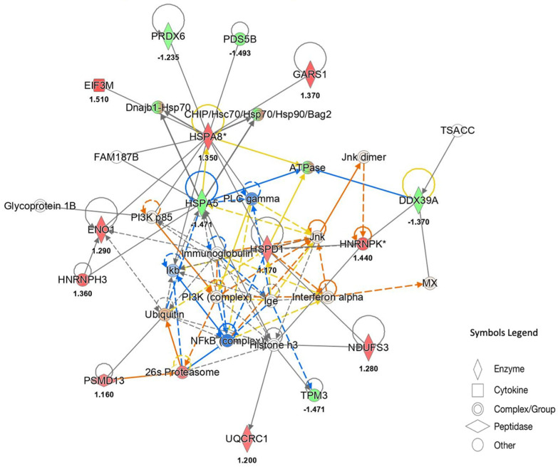 Functional network derived from QIAGEN’s Ingenuity Pathway Analysis of proteins differentially expressed in the FD22a + Aβ25–35 vs. Aβ25–35 comparison. The network describes functional relationships among proteins based on known associations in the literature. Solid line: direct interaction; dotted line: indirect interaction. Red and green indicate up- and down-regulated proteins, respectively. Orange suggests an activation whereas blue suggests an inhibition. (*) This protein has been identified in many spots. The number below the protein symbol indicates the fold change value of expression.