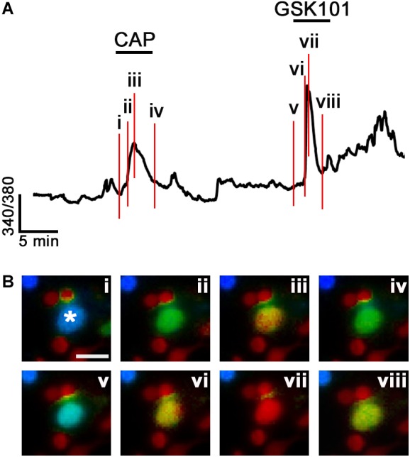 Functional coexpression of TRPV1 and TRPV4 channels in a representative RGC (asterisk). (A) The time course of the calcium response in a C57 RGC sequentially stimulated with CAP and GSK101. The red vertical lines denote the time points shown in panel Bi–viii. (B) Ratio images from the RGC (asterisk) shown in A. Note that [Ca2+]i declines in the continued presence of both agonists. The small-diameter somata adjacent to the RGC are rod somata. Scale bar = 10 μm.