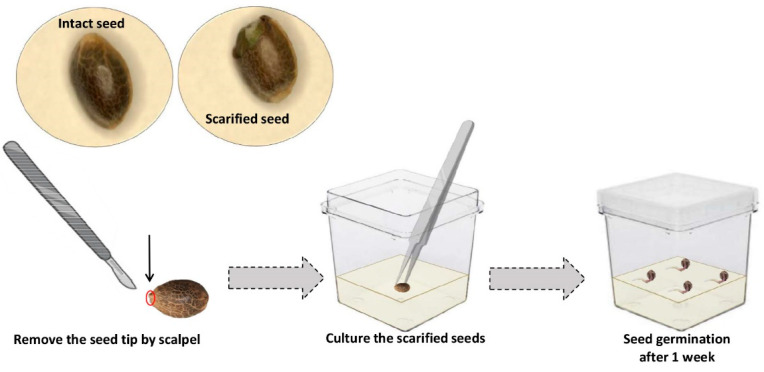 A schematic representation of the scarification methodology for in vitro cannabis seed germination.
