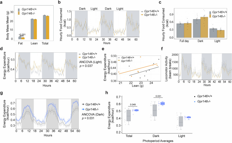 GPR146-deficient Mice exhibit Elevated Energy Expenditure.a–f Indirect calorimetry study in male mice fed HFD for two weeks. MRI analysis of fat mass and lean mass of male Gpr146+/+ and Gpr146–/– littermates fed HFD for 2 weeks (n = 8 mice per group) (a). Hourly food intake (b, c), energy expenditure (EE) (d, e), and locomotor activity (f) for male Gpr146+/+ and Gpr146–/– littermates monitored for 60 h and assessed using CalR software. e Regression plot for analysis of energy expenditure versus lean mass. g Indirect calorimetry study in female mice fed HFD for two weeks (n = 8 mice per group). Hourly energy expenditure (EE) in female Gpr146⁺/⁺ and Gpr146–/– mice was recorded over 60 h (n = 8 mice per group). h Mean hourly energy expenditure (kcal/hour) per mouse during total, dark, and light phases (n = 8 mice per group). Box plots show the median (center line), interquartile range (25th–75th percentiles; box bounds), and whiskers indicate the minimum and maximum values; individual data points represent single mice. Bars indicate mean± s.e.m. Statistical analyses were performed using two-sided ANCOVA (a–e, g and h) or two-sided ANOVA (f) with adjusted P values indicated. Source data are provided as a Source Data file.