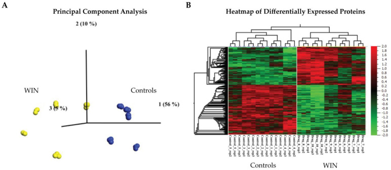 Synaptoproteomic analysis of the adolescent PFC following WIN-treatment. Male rats were exposed to a synthetic cannabinoid (WIN) or vehicle (i.e., controls) in mid-adolescence/puberty (PND 42–52) and proteomic analyses were applied to synaptosomal extracts from the prefrontal cortex (PFC) in late adolescence (PND 64) on the drug abstinence day (AD) 12 (N = 5 animals per condition and N = 3 technical replicates per animal in the proteomic analysis). (A) Supervised principal component analysis (PCA) following one-way Analysis of Variance (ANOVA) shows that 71% of the data are explained in PC1-3 for N = 487 differentially expressed proteins at q < 0.01. (B) Synaptoproteomics-derived heatmap of hierarchical cluster analysis of the N = 487 differentially expressed proteins in the PFC of WIN-treated animals versus controls (ANOVA, q < 0.01). The complete list of differentially expressed proteins is presented in Supplementary Dataset S2 and the Gene Ontology (GO) results are presented in Supplementary Dataset S3.