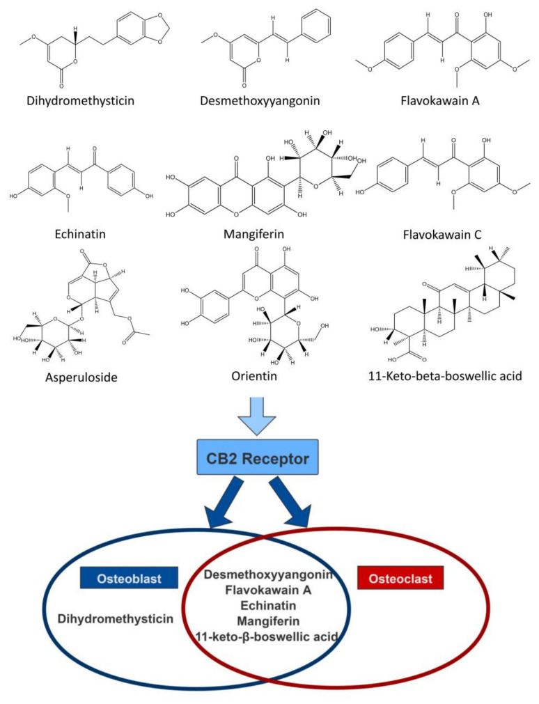 The schematic diagram shows the plant monomers that can further promote osteogenesis (blue circle) and inhibit osteoclast differentiation (red circle) through the CB2 pathway in natural compounds that activate CB2R.
