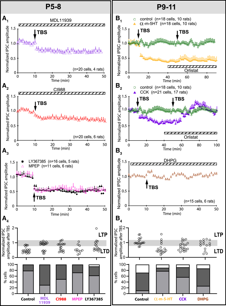 eCB release is triggered by 5-HT and CCK receptors but not metabotropic glutamate receptors in developing VN neurons(A1) With the bath addition of MDL11939 (a 5-HT receptor antagonist) to P5-8 brain slices, the percentage of P5–8 MVN neurons showing LTDGABA decreased to 30% (green triangles, p = 0.003), contrasting 79% in controls.(A2) With the bath addition of CI988 (a CCKBR antagonist) the percentage of P5–8 MVN neurons showing LTDGABA decrease slightly to 50% (CI988, blue triangles), but was not statistically significant (p = 0.096).(A3) With the bath addition of LY367385 (a mGLuR1 receptor antagonist, black circles) or MPEP (a mGluR5 antagonist, pink triangles), the percentage of P5–8 MVN neurons showing LTDGABA was similar to the control (LY367385: 73%, p = 1; MPEP: 62%, p = 0.347).(A4) Bar charts summarizing the individual PSCGABA (top) and the percentages (bottom) of P5-8 MVN neurons showing each type of response (LTD, light gray; LTP, white; no change, dark gray) in each treatment group after TBS.(B1) In P9–11 brain slices, no LTD or LTP was observed in the averaged response of recorded MVN cells (green circles). This was in agreement with the majority (61%) of cells showing no change after TBS (see B4). With the bath addition of α-m-5-HT (a 5-HT receptor agonist), the percentage of MVN neurons showing LTDGABA after an initial TBS increased to 78% (yellow triangles, p < 0.001). These LTDGABA-expressing cells could not respond to a second TBS with further LTDGABA with the addition of Orlistat to the bath.(B2) With the bath addition of CCK (a CCKBR agonist), 57% of the P9–11 MVN neurons showed LTDGABA (purple triangles, p = 0.011), contrasting control rats in which only 11% of sampled MVN neurons showed LTDGABA.(B3) With the bath addition of DHPG (a mGluR1 agonist), the percentage of MVN neurons showing LTDGABA after TBS did not change significantly (27%, blue circles, p = 0.484).(B4) Bar charts summarizing the individual PSCGABA (top) and the percentages (bottom) of P9–11 MVN neurons in each treatment group after TBS. Mean ± SEM are shown. Fisher’s exact test with Bonferroni’s correction for multiple measurements was used to evaluate change in responses to TBS in (A4) and (B4).