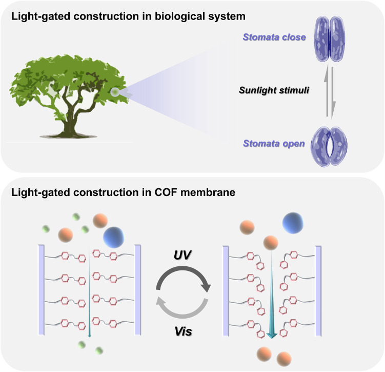 Illustration of bioinspired light-gated pore channels.Schematic of the stomata with open and closed pores under external stimuli (top); schematic of artificial light-gated channels for molecular separations (bottom).