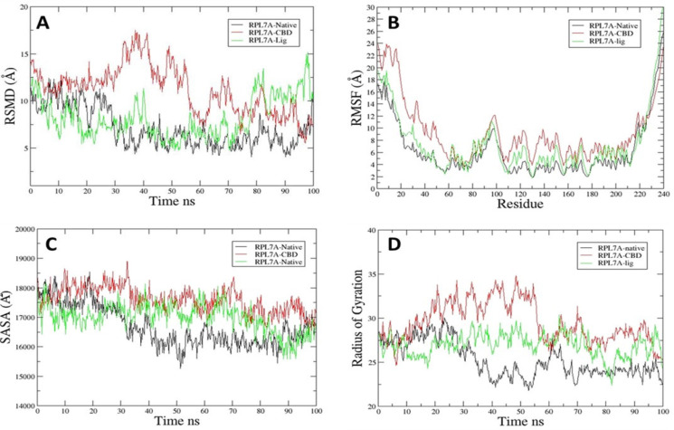 Molecular Dynamics of RPL7A native, CBD, and Lig (44409296). A. RMSD, B. RMSF, C. SASA. D. Rg analysis of all trajectories.