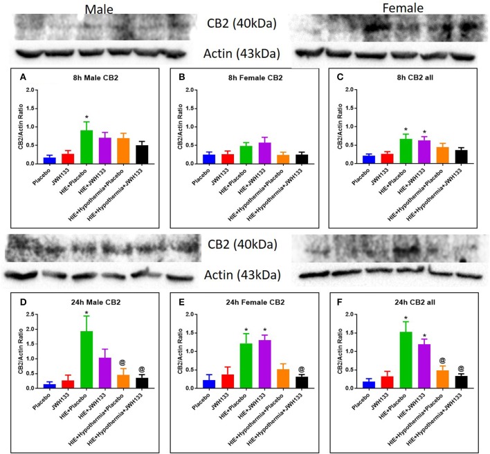 Western blots and densitometry graphs of Cannabinoid receptor 2 (CB2) expression in the rat brain 8 h after HI: (A) Males, (B) Females. (C) Combined. Cannabinoid receptor 2 (CB2) expression in the rat brain 24 h after HI: (D) Males. (E) Females. (F) Combined. Actin was used as a loading control. *P < 0.05 vs. placebo; @P < 0.05 vs. HIE + placebo.
