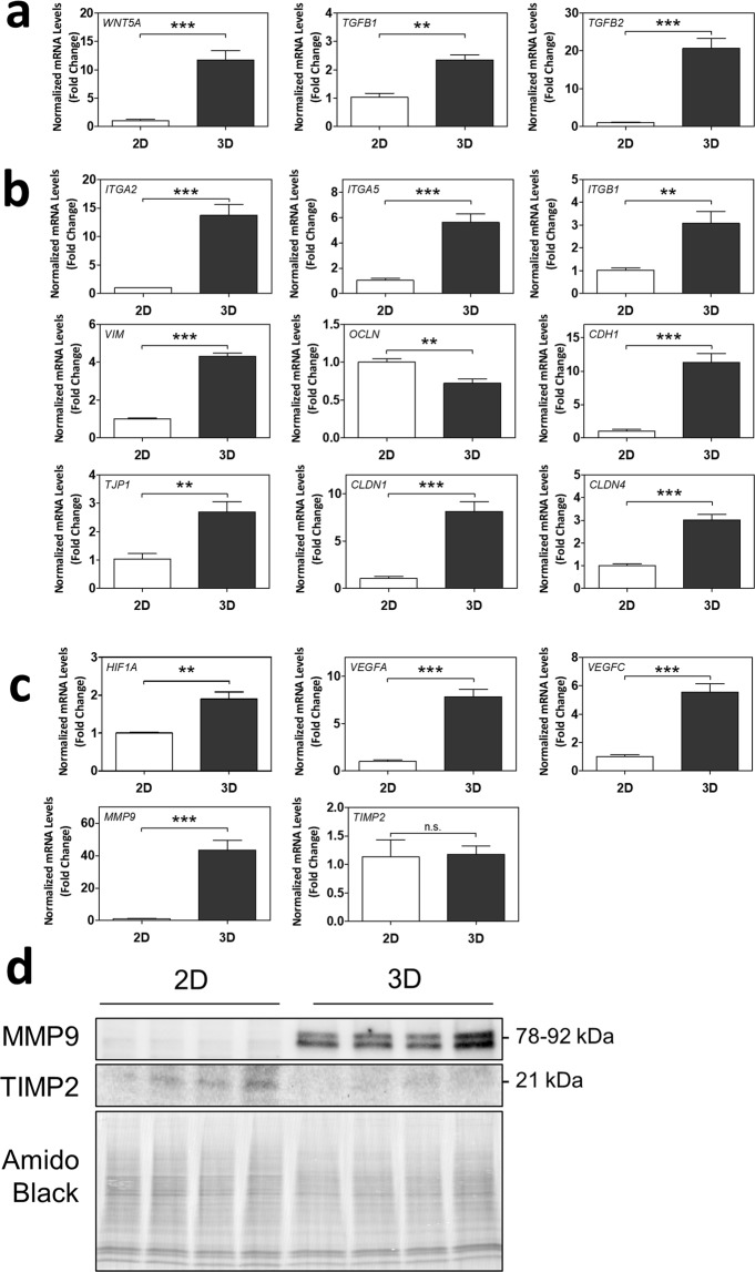 3D spheroids exhibit differential mRNA and protein expression of markers of epithelial-mesenchymal transition (EMT), cell-cell contact, angiogenesis, and invasion/migration. Normalized mRNA levels of (a) WNT5A, TGFB1, TGFB2, (b) ITGA2, ITGA5, ITGB1, VIM, OCLN, CDH1, TJP1, CLDN1, CLDN4, (c) HIF1A, VEGFA, VEGFC, MMP9, and TIMP2, as measured using RT-qPCR. Significant differences between groups determined by unpaired t-test; n = 4. Significant differences between means were indicated by **(p < 0.01) or ***(p < 0.001). Non-significant differences indicated by n.s. (d) Cropped blots of MMP9 and TIMP2 protein bands as detected by Western blot, and Amido Black staining of total protein. n = 4. Membrane was cut below 63 kDa and top half used for the MMP9 blot. Remaining membrane was cut above 25 kDa and lower half used for the TIMP2 blot. Whole blots with protein ladders found in Supplementary Fig. S1.