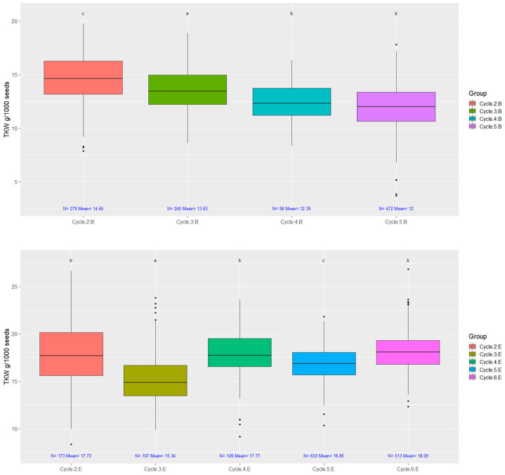 The thousand kernel weight (TKW) of seeds from individual plants in case of both selections. Data ranges counted from rapid generation cycling of early ‘B’ strain cycle-2; cycle-3; cycle-4; cycle-5 and medium–late ‘E’ cycle-2; cycle-3; cycle-4; cycle-5; cycle-6. On top of each boxplot, groups labeled with the same letter do not significantly differ, as determined by both ANOVA followed by Tukey’s HSD and Welch’s ANOVA followed by the Games–Howell post hoc test (p = 0.05).
