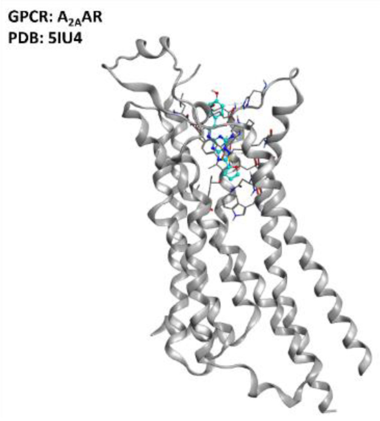 Representation of the structure of the A2AAR receptor (sourced from the Protein Data Bank [97], PDB code: 5IU4 [98], method: X-ray diffraction, resolution: 1.72 Å). The image was created and rendered with the Molecular Operating Environment (MOE) suite [99].