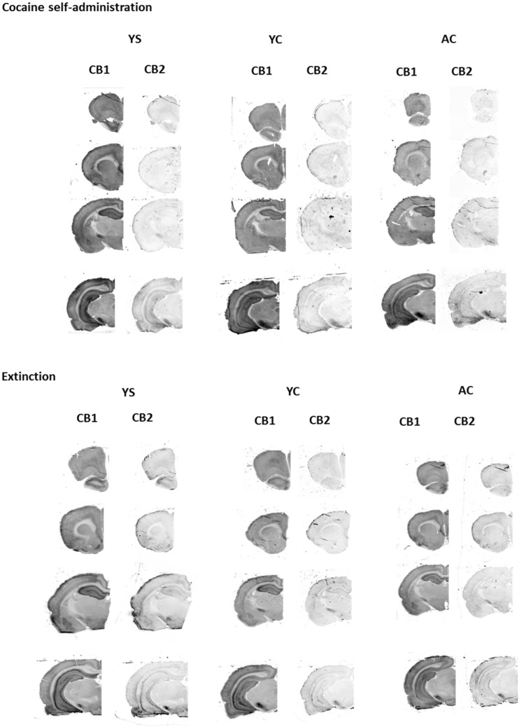 Representative coronal sections of rat brain immunostaining for CB1 and CB2 receptors after cocaine self-administration and 10-daily cocaine abstinence with extinction training. The panels are gray scale images of individual antibodies. Active cocaine (AC)—rats self-administering cocaine; Yoked cocaine (YC)—rats received passively cocaine; Yoked saline (YS)—rats received passively saline