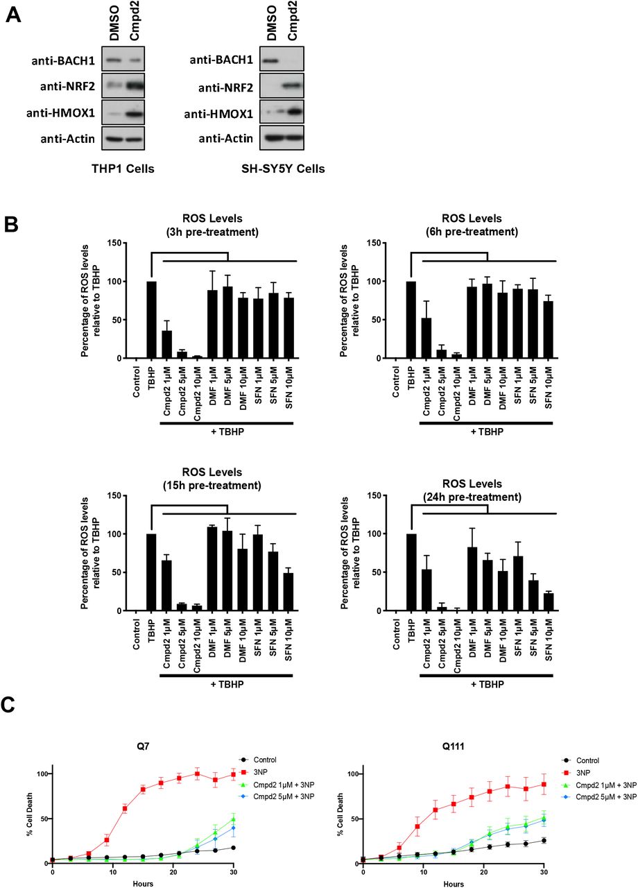 Compound 2 stabilizes NRF2 and induces HMOX1 in macrophages and neural cells and protects cells from 3-NP mediated cytotoxicity in an in vitro HD model.A) THP1 or SH-SY5Y cells were treated with either DMSO or compound 2 (10 μM). After 3 hours, cells were lysed and BACH1, NRF2, HMOX1 and Actin protein levels were analysed by Western Blot. B) HaCaT cells were treated as indicated for 3h, 6h, 15h or 24h and the detection and quantification of ROS (DCF fluorescence) was measured by fluorescence microscopy. Data represent means ± SD (n = 3) and are expressed relative to control cells. *P ≤ 0.05, **P≤ 0.01, ***P ≤ 0.001. C) Striatal Q7 and Q111 cells were pre-treated with either DMSO or increasing concentrations of compound 2 for 6⍰h and then exposed to 10⍰mM 3-NP in low glucose media for an additional 24⍰h. Cell death was monitored using the INCUCYTE. ***P ≤ 0.001.
