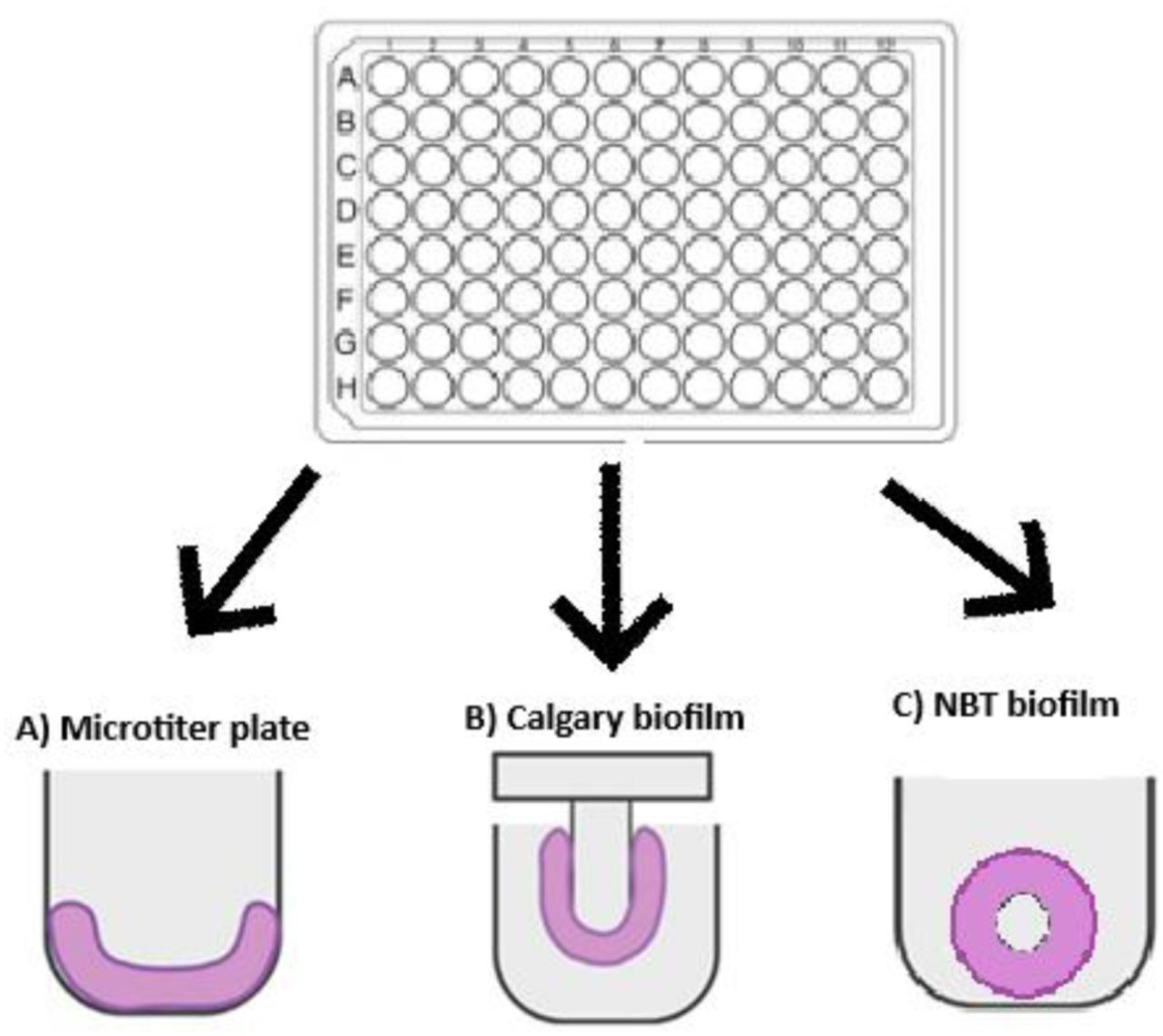 CBD and NBT Biofilm MBEC determination
