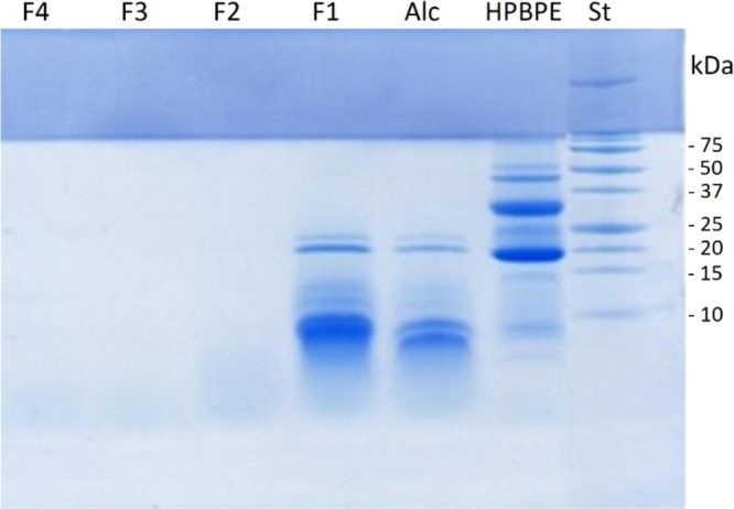 Tricine SDS-PAGE of the hemp bran protein extract (HPBPE); its hydrolysate with Alcalase (Alc); and peptide fractions F1 (>5 kDa), F2 (3–5 kDa), F3 (1–3 kDa), and F4 (<1 KDa). St: MW marker.