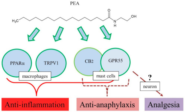 Proposed action mechanisms of PEA for anti-inflammation, anti-anaphylaxis, and analgesia.