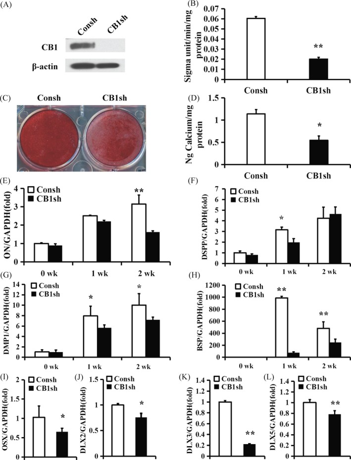 CB1 knock‐down inhibited the osteo/dentinogenic differentiation of PDLSCs. (A) Western blot results showed the knock‐down efficiency of CB1 shRNA in PDLSCs. β‐actin was used as an internal control. (B) ALP activity assay. (C) Alizarin Red staining. (D) Calcium quantitative analysis. (E‐H) Real‐time RT‐PCR results of the ON (E), DSPP (F), DMP1 (G) and BSP (H) expression levels during PDLSC osteo/dentinogenic differentiation. (I‐L) Real‐time RT‐PCR results of OSX (I), DLX2 (J), DLX3 (K) and DLX5 (L) expression levels in PDLSCs. GAPDH was used as an internal control. Student's t test was performed to determine statistical significance. Error bars represent the SD (n = 3). *P ≤ .05; **P ≤ .01