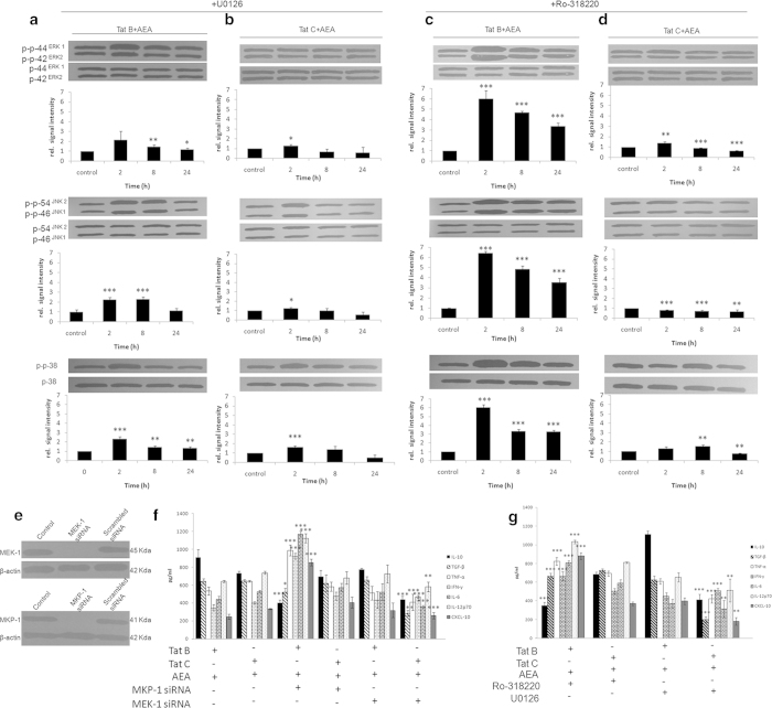 AEA action on MAPK activation is mediated through MEK-1 in Tat C cells, but not in Tat B cells. MEK inhibition by U0126 increases MAPK phosphorylation in Tat C + AEA, but to a lesser extent in Tat B + AEA. In both Tat B and Tat C cells, AEA induces peak phosphorylation at 2 hours (a, b). On exposure to AEA, MKP inhibition by Ro-318220 increase MAPK phosphorylation significantly more in Tat B cells (c) than in Tat C cells (d). Representative blots shown. Normalized levels of phosphorylated ERK1/2, JNK, p38 are shown as mean ± S.E (n = 3). *p < 0.05, **p < 0.01,***p < 0.001 vs. Control. Cropped Western blot data show silencing with MEK-1 or MKP-1 siRNA block MEK-1 or MKP-1 expression (e). Full-length blots are presented in Supplementary Fig. S6. On MKP-1 siRNA treatment of Tat B + AEA cells, there is suppression in TGF-β and IL-10. TNF-α, IFN-γ, IL-6, IL-12p70 and CXCL-10 are however elevated. Tat B + AEA treated cells with MEK-1 knockdown showed comparable levels of cytokines relative to Tat B + AEA only (f). MEK-1 siRNA in Tat C + AEA cells significantly reduced the levels of pro- inflammatory cytokines compared to Tat C + AEA only cells. Tat C + AEA cells with MKP-1siRNA showed similar profile to Tat C + AEA only cells (f). Treatment by pharmacological blockers for MKP-1 and MEK-1 in Tat B + AEA or Tat C + AEA cells show results similar to siRNA knockdown (g). ELISA was used to measure cytokine protein levels. Results shown are the mean ± S.E (n = 3). *p < 0.05, **p < 0.01, ***p < 0.001 vs. Tat B + AEA.