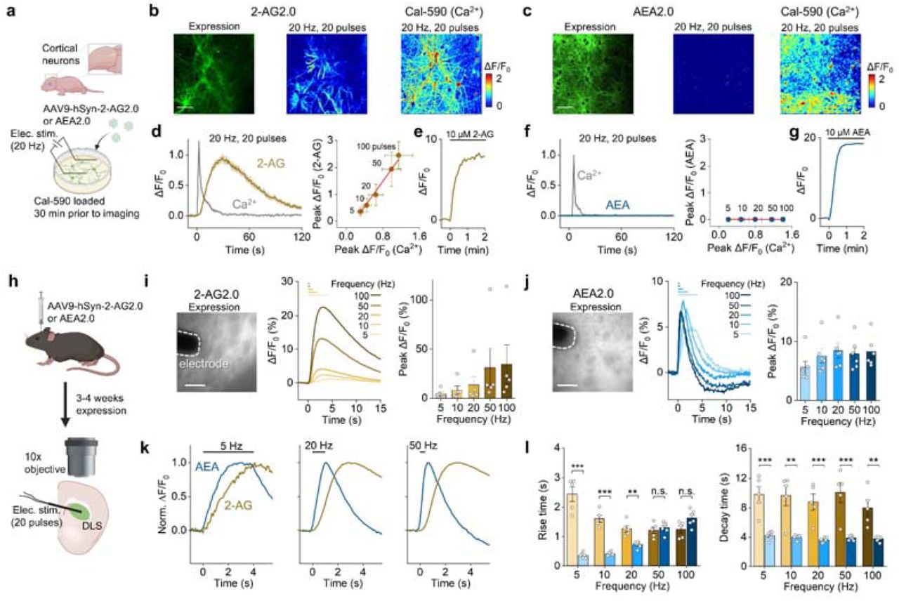 The 2-AG2.0 and AEA2.0 sensors can report the activity-dependent release of 2-AG and AEA, respectively, both in vitro and ex vivo a. Schematic diagram depicting the experimental design for electrical stimulation of cultured rat cortical neurons.b, c. Representative fluorescence images (left) and fluorescence responses (middle) in cortical neurons expressing 2-AG2.0 (b) or AEA2.0 (c) and loaded with the calcium indicator dye Calbryte 590-AM, stimulated with 20 electrical pulses applied at 20 Hz (right). Scale bar, 100 μm.d, f. Fluorescence traces of 2-AG2.0 (d) or AEA2.0 (f) and calcium signals during electrical stimulation applied at time 0 (left), and the correlation between the peak calcium response and peak 2-AG2.0 (d) or AEA2.0 (f) response following the indicated number of pulses (right). Pearson’s correlation for 2-AG2.0 and calcium: r =0.97, P =0.0075. Pearson’s correlation for AEA2.0 and calcium: r = −0.70, P = 0.19.e, g. Representative fluorescence traces of 2-AG2.0 (e) and AEA2.0 (g); the horizontal bars indicate the bath perfusion of 2-AG or AEA.h. Schematic diagram depicting the experimental design for acute brain slice imaging and electrical stimulation.i, j. Left: representative fluorescence images showing expression of 2-AG2.0 (i) or AEA2.0 (j) in the dorsolateral striatum (DLS). Middle: representative traces of 2-AG2.0 (i) and AEA2.0 (j) fluorescence; at time 0, 20 electrical pulses were applied at 5, 10, 20, 50, or 100 Hz. Right: summary of the peak fluorescence changes in 2-AG2.0 (i) and AEA2.0 (j); n = 5–6 slices per group.k. Representative traces of 2-AG2.0 (yellow) and AEA2.0 (blue) fluorescence responses evoked by 20 pulses applied at 5 Hz (left), 10 Hz (middle), and 20 Hz (right).l. Rise and decay times (10–90%) of 2-AG2.0 (yellow bars) and AEA2.0 (blue bars) fluorescence plotted as a function of stimulation frequency (20 pulses applied at 5, 10, 20, 50, or 100 Hz); n = 5–6 slices per group.