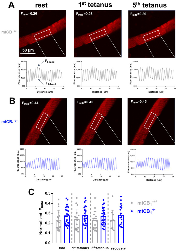 Mitochondrial fluorescence. Hence, calcium is elevated in mtCB1−/− mice in an activity-independent manner. (A,B) Representative confocal image series of rhod-2 AM fluorescence recorded on single FDB fibers from a mtCB1+/+ and a mtCB1−/− mouse at rest and following 1 or 5 consecutive tetanic stimulations. The mitochondrial fluorescence intensity profiles were plotted from arbitrarily chosen rectangular areas like the ones highlighted in each image. The normalized mitochondrial fluorescence (Fmito) was calculated using Equation3 in FDBs from both genotypes. The numbers indicate the respective Fmito values. Scale is 50 µm. (C) Bar graph representation of the individual mitochondrial fluorescence (Fmito) data points overlaid at rest, following stimulation, and during recovery, measured 10 min past the last stimulation. Note the differences (albeit statistically non-significant) already at rest of the normalized Fmito observed in mtCB1+/+ and mtCB1−/−. N = 3/4 mice/group and n = 17/23 cells/genotype. Data is presented as mean + SD.