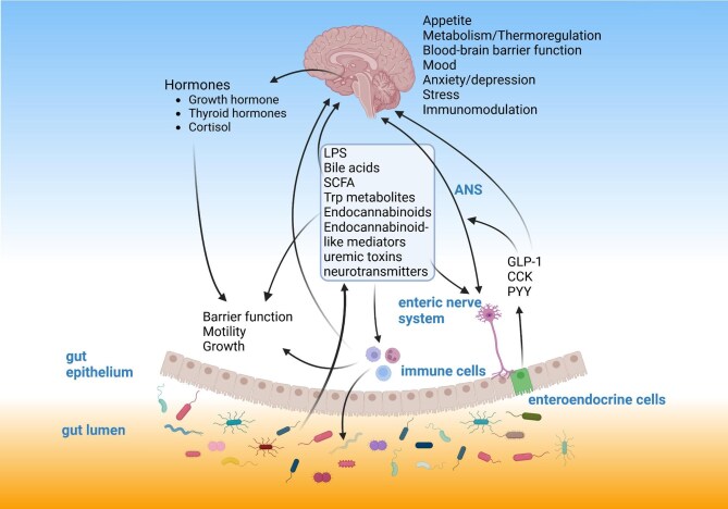 Crosstalk between gut microbiome and brain mediated by gut microbiome–derived metabolites, hormones produced by enteroendocrine cells, the enteric and autonomous nerve system (ANS), and hormones produced by the brain. Various brain functions are modulated by these pathways. Figure modified from [8].