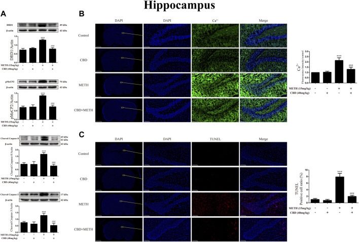 Protein, intracellular Ca2+, and apoptosis levels in hippocampus of rats repeatedly exposed to CBD and/or METH. (A) Levels of DRD1, pMeCP2, and apoptosis-related proteins in hippocampus. (B) Intracellular Ca2+ level in hippocampus. (C) Apoptosis level in hippocampus. ***p < 0.001 compared with control group, ### p < 0.001 compared with METH group; Tukey HSD post-hoc comparison after significant ANOVA.