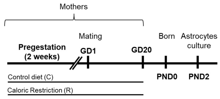 Experimental design. Female rats (dams) were exposed to a control diet (C) or caloric restriction diet (R) during pregestation (2 weeks before mating) and gestation (20 days approximately).