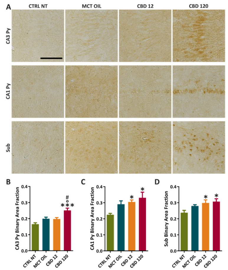 PPARγ immunoreactivity in hippocampal regions of controls and rats treated with cannabidiol (CBD) or with medium-chain triglyceride (MCT) oil. Non-treated controls (CTRL NT, n = 6) and epileptic animals (A) treated with CBD at high dose (CBD 120, n = 6), CBD at low dose (CBD 12, n = 6), or MCT oil (MCT OIL, n = 6) were used to determine the levels of PPARγ in CA3 Py (B), CA1 Py (C), and Sub (D). * p < 0.05, *** p < 0.001, CBD 12 or CBD120 vs. CTRL NT; ° p < 0.05, CBD 120 vs. MCT OIL; # p < 0.05, CBD 120 vs. CBD 12; Holm-Šidák test. CTRL NT, non-treated control; CBD, cannabidiol. CA3 Py, Stratum pyramidalis of Cornu Ammonis 3; CA1 Py, Stratum pyramidalis of Cornu Ammonis 1; Sub, Subiculum. Scale: 0.1 mm.