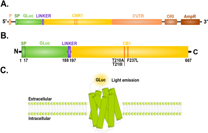 Schematic overview of the engineered system and resulting protein used throughout this study. (A) The vector is designed to express GLuc with full-length CNR1 linked by a short sequence (linker) which was either the flexible domain (GLEG) or a FLAG tag (DYKDDDDK). The vector also contains the endogenous long 3′UTR of CNR1; (B) resulting protein containing GLuc (with signaling peptide, SP) fused via a linker to the N terminus of CB1 receptor. P promoter, SP signaling peptide, CNR1- cannabinoid receptor 1 gene, CB1- cannabinoid receptor 1 protein, Linker: either flexible domain (GLEG) or FLAG tag sequence (DYKDDDDK), 3′UTR untranslated region, ORI origin of replication, AmpR ampicillin resistance. (C) Schematic representation of the proposed CB1 quantification bioassay. CB1 fused to GLuc is measured by luciferase activity under the presence of coelenterazine.