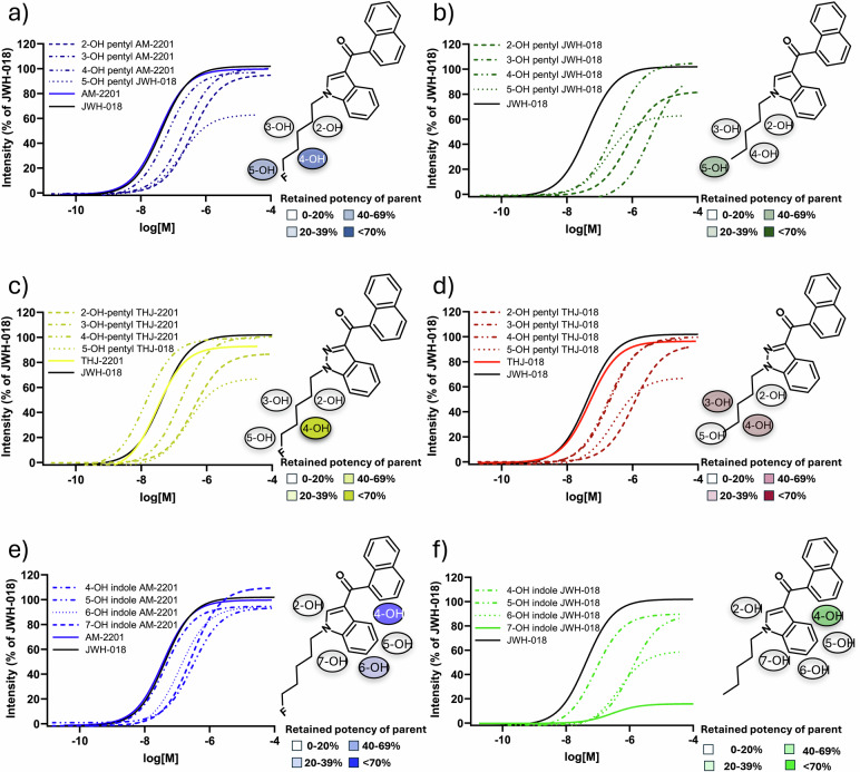Dose-response curves for the parent and metabolites with JWH-018 present as reference are depicted and grouped according to their parent and hydroxylated substructure.a AM-2201 and monohydroxylated pentyl metabolites, b JWH-018 and monohydroxylated pentyl metabolites, c THJ-018 and monohydroxylated pentyl metabolites and d THJ-2201 and monohydroxylated pentyl metabolites. e AM-2201 and monohydroxylated indole metabolites. f JWH-018 and monohydroxylated indole metabolites. The chemical structures of the parent with all possible hydroxy positions are depicted.