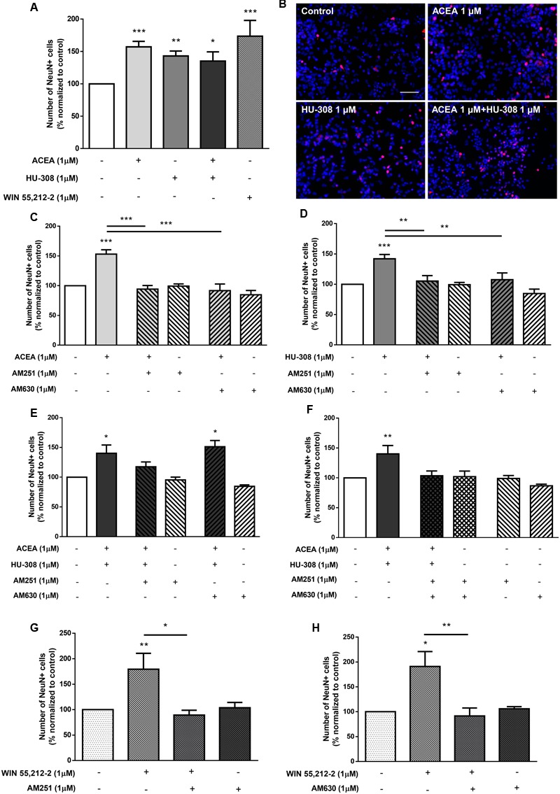 CB1R and CB2R tightly regulate SVZ neuronal differentiation. (A,C–H) Bar graphs depict the number of NeuN-positive cells. Values were normalized to the control mean for each experiment and are represented as mean ± SEM. Control was set to 100%. n = 3–15. ∗p < 0.05, ∗∗p < 0.01, ∗∗∗p < 0.001, using Sidak’s multiple comparison test. (B) Representative fluorescent digital images of cells immunopositive for NeuN (red) and Hoechst 33342 staining (blue). Scale bar = 50 μm.