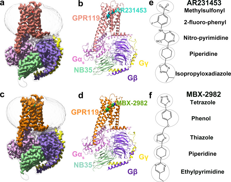 Overall cryo-EM structures of the GPR119-Gs heterotrimer complexes.a, b The cryo-EM density (a) and the cartoon representation (b) of the AR231453-GPR119- Gs complex. GPR119, AR231453, Gas, Gβ, Gγ, Nb35 are colored pink, cyan, light purple, purple, yellow, light green, respectively. c, d, The cryo-EM density (c) and the cartoon representation (d) of the MBX-2982-GPR119- Gs complex. GPR119 in orange, MBX-2982 in green. e, f The chemical structures of AR231453 (e) and MBX-2982 (f).