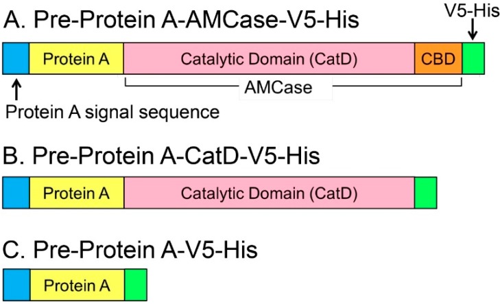 Schematic representations of the Escherichia coli-expressed fusion proteins. Mouse AMCase contains an N-terminal catalytic domain (CatD) and a C-terminal chitin-binding domain (CBD). (A) Pre-Protein A-AMCase-V5-His; (B) Pre-Protein A-CatD-V5-His; and (C) Pre-Protein A-V5-His. The newly synthesized recombinant proteins contain the Protein A signal sequence, which is processed during secretion.