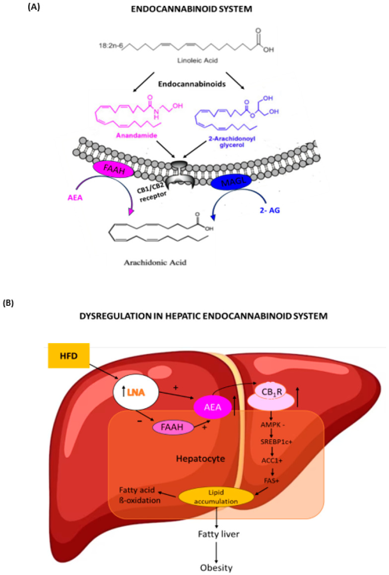 (A) Components of the endocannabinoid system. Endocannabinoids: anandamide (AEA), 2-arachidonoyl glycerol (2-AG); CB1 and CB2 receptors; endocannabinoid-degrading enzymes: fatty acid amide hydrolase (FAAH) and monoacylglycerol lipase (MAGL). (B) Schematic illustration of the dysregulation of the hepatic endocannabinoid system in response to a high-fat diet (HFD). LNA: Linoleic acid; AMPK: AMP-activated protein kinase; SREBP-1: sterol regulatory element-binding protein 1; ACC1: acetyl-CoA carboxylase; FAS: fatty acid synthase.