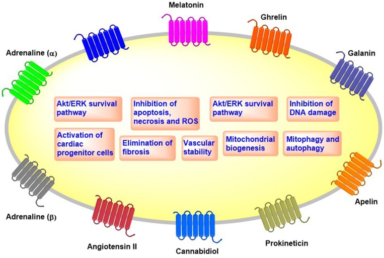 Overview of the cellular effects of cardioprotective GPCRs.