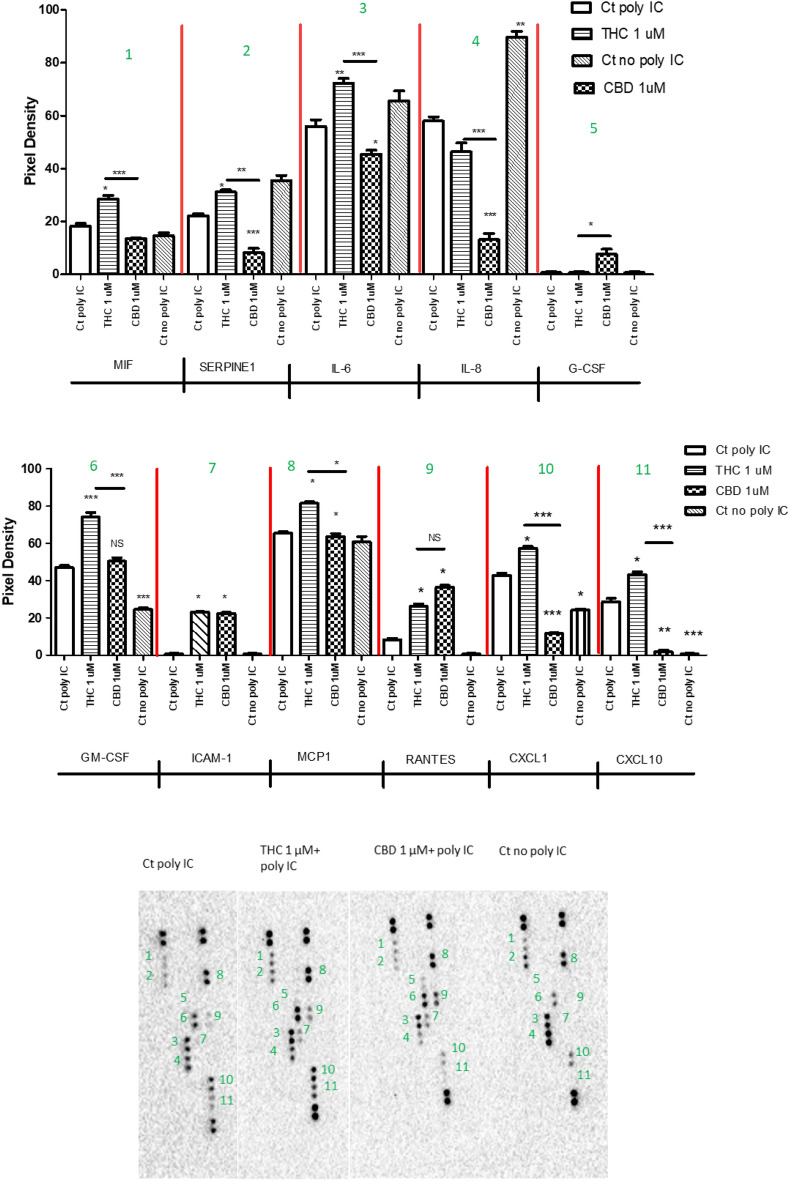HC69.5 cells were exposed to 1 μM concentration of THC or CBD after HIV activation with 100 μg/ml of poly IC. 48 h after adding the drugs, supernatants were collected and assayed by Proteome Profiler Human Cytokine Array (R&D system: ARY005B) following provider instructions. (Control Ct: control (HC69.5 cells)). GraphPad Prism 5 software was used to graph and conduct statistical analysis. First, normality distribution was checked by the Kolmogorov–Smirnov test for each cytokines. Then, statistical significances (p ≤ 0.05) were calculated by ANOVA followed by Tukey's Multiple Comparison Test as post-hoc test. Each of the dysregulated proteins is numbered in graph and membrane pictures.