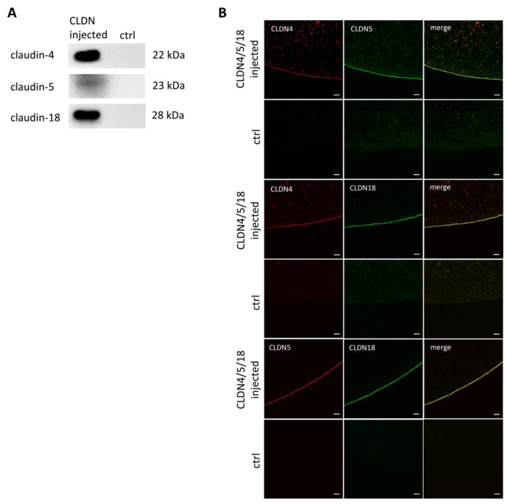 (A) Immunoblots of heterologous co-expression of claudin-4, claudin-5, and claudin-18.2 and (B) confocal laser scanning immunofluorescence microscopy to locate protein accumulation within the oocyte membrane. Representative images (scale bars: 20 μm).