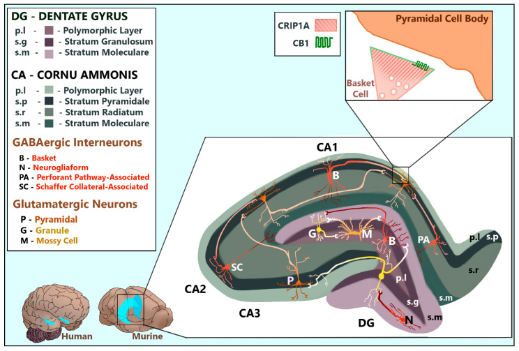 The mammalian hippocampal formation. CRIP1a is found dispersed in the presynaptic termini of GABAergic interneurons and glutamatergic neurons including DG granule cells, DG hilar mossy cells, and CA pyramidal cells. CB1R is localized to the presynaptic membranes of GABAergic interneurons and glutamatergic neurons including DG hilar mossy cells and CA pyramidal cells. This figure compares the relative size and location of the hippocampal formation in human and murine brains. The enlarged murine hippocampus depicts the shapes, positions, projections, and common synapses of relevant neurons within the layers of the dentate gyrus and hippocampus proper, viewed as a coronal slice. These cellular structures and positions were artistically rendered based upon data reviewed by [36,37,38,39,40]. The interneuron subtypes depicted were chosen based upon those with the strongest evidence of CB1R expression, as reviewed by Pelkey and colleagues [36]. The enlarged synapse depicts the subcellular localization of CB1R and CRIP1a in a CCK+ basket cell interneuron synapsing at a pyramidal soma, notably deficient of both proteins [36]. The synapse conformation was artistically rendered based upon data published by Dudok and colleagues [41].