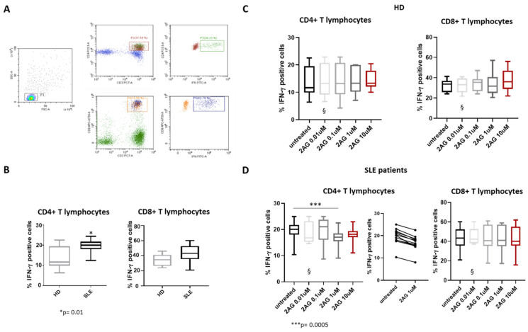 Effect of 2-Arachidonoylglycerol (2-AG) on Th lymphocytes expressing IFN-ɣ. (A) Representative dot plots of flow cytometry gating strategy used to identify IFN-ɣ-positive CD4+ T lymphocytes. (B) Statistical analysis of the percentage of CD4+ and CD8+ T lymphocytes expressing IFN-ɣ in healthy donors (HD) and SLE patients (n = 12 for each group). HD vs. SLE, * p = 0.01. (C,D) Analysis of the percentage of CD4+ and CD8+ T lymphocytes expressing IFN-ɣ after treatment with 2-AG at concentrations of 0.01, 0.1, 1 and 10 μM in HD (C) and SLE patients (D). Data are represented as box plots displaying medians, 25th and 75th percentiles as boxes, and 10th and 90th percentiles as whiskers. § = data obtained from 5 HD and SLE patients representative of entire population. *** p = 0.0005.