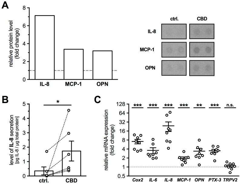 Activation of TRPV2 induced secretion of cytokines, especially of IL-8. (A) HTPCs preincubated with AM251 (80 nM) and AM630 (800 nM), and treated for 48 h with 10 µM CBD, exhibited increased secretion of IL-8 (7.1-fold), MCP-1 (3.4-fold) and OPN (3.2-fold) compared to untreated cells (n = 1), demonstrated by a Human Proteome Profiler. Right panel shows corresponding membrane spots of untreated control and CBD (10 µM) treated HTPCs revealing an increase of signal intensity of IL-8, MCP-1 and OPN. (B) Using an immunoassay, significantly increased IL-8 levels could be detected in culture media of HTPCs from six individual patients treated for 24 h with 10 µM CBD in the presence of CB1 and CB2 blockers (1.74 ± 0.69 pg/µg total protein), compared to the corresponding control condition (0.35 ± 0.28 pg/µg total protein). Results were normalized to total protein amount and statistically analyzed using Wilcoxon test (two-tailed, paired test: p = 0.0312; n = 6). (C) Quantitative PCR revealed significantly increased mRNA expression levels of Cox2, IL-6, IL-8, MCP-1, OPN and PTX-3 in HTPCs after 24 h stimulation with 10 µM CBD and CB1 and 2 blockers. mRNA levels of TRPV2 did not show any significant changes (1.08 ± 0.09-fold; p = 0.5905). n = 8; * p ≤ 0.05, ** p ≤ 0.01, *** p ≤ 0.001 vs. control cells.