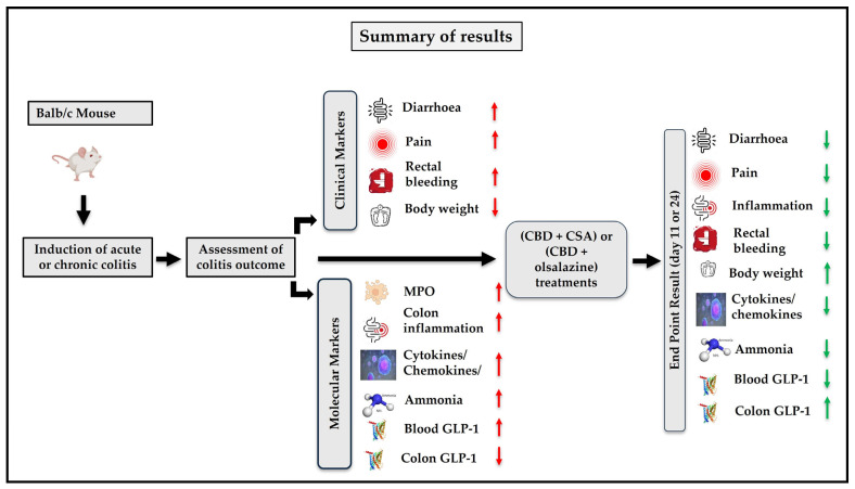 Schematic summary of the study design and outcomes showing the effects of combination treatments on clinical and molecular markers of colitis in Balb/c mice. Acute or chronic colitis was induced, followed by assessment of disease severity and response to treatment with either cannabidiol plus cyclosporine A (CBD + CSA) or cannabidiol plus olsalazine (CBD + olsalazine). Clinical markers (diarrhoea, pain, rectal bleeding, and body weight loss) and molecular markers (MPO activity, cytokines/chemokines, inflammation, ammonia, and GLP-1 levels) were evaluated. Red arrows (↑ or ↓) indicate dysregulation of markers in colitis, while green arrows represent correction or normalization following combination therapy.