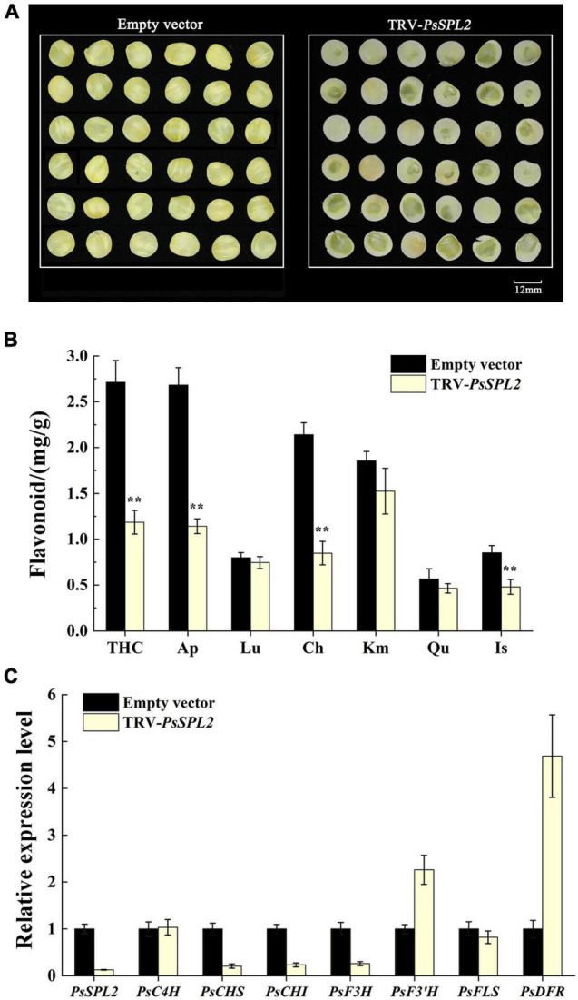 Silencing of PsSPL2 by virus-induced gene silencing (VIGS) in petal discs of “High Noon.” (A) The phenotypes of the petal discs with Agrobacterium bearing a TRV empty vector and TRV-PsSPL2, respectively. (B) Flavonoid contents in petal discs with Agrobacterium bearing a TRV empty vector and TRV-PsSPL2, respectively. (C) The relative expression levels of PsSPL2 and corresponding structural genes by quantitative RT-PCR in petal discs with Agrobacterium bearing a TRV empty vector and TRV-PsSPL2, respectively. Error bars represent standard error of the mean from three biological replicates. **P < 0.01.