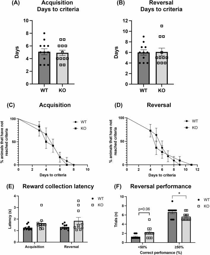 Behavioural outputs of WT and α-DB KO mice on the PVD task. No significant differences were observed between α-DB KO mice and WT mice on days to criteria (correct identification of rewarding stimulus in ≥ 80% of trials) during acquisition (a) and reversal (b) of the task. In addition, the rate of learning, as determined by the daily % of animals that have not reached criteria, was similar between WT and KO mice in both acquisition (c) and reversal (d). Reward collection latency did not differ between WT and KO mice in either phase of training (e). The number of trials in which performance was < 50% correct and ≥ 50% correct during the reversal sessions differed between WT and KO mice (f). n = 12/group. For a and b, p > 0.05, two-tailed t-test. For c and d, p > 0.05, log-rank (Mantel-Cox) test. For e and f, *p < 0.05, two-way repeated measures ANOVA with Sidak’s post-hoc