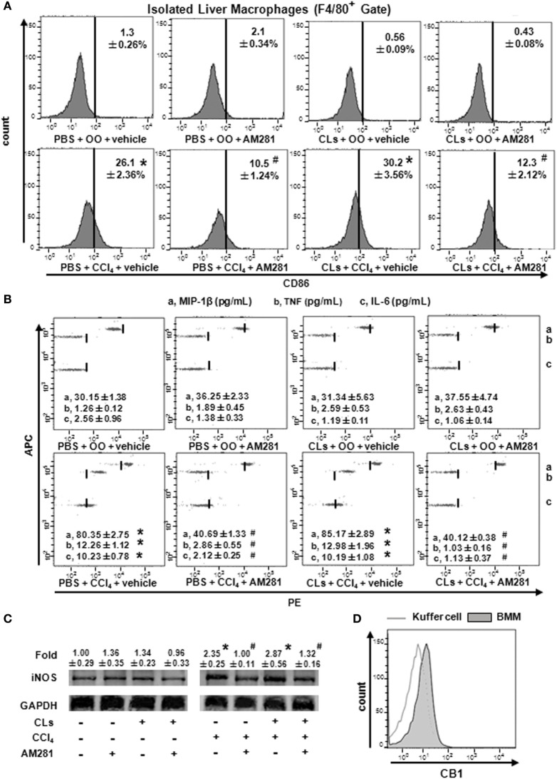 Blockade of CB1 especially reduced bone marrow-derived monocyte/macrophage (BMM) polarization toward M1 phenotype and have no effect on that of Kupffer cells in vivo. The clodronate liposome injection was performed to delete Kupffer cell. Among macrophages of mouse liver that were isolated, total M1-type macrophages (A) were analyzed by fluorescence-activated cell sorting (FACS). M1 markers were measured by western blot (C) and CBA (B). CB1 expression on Kupffer cells and BMMs were detected by FACS (D). *P < 0.05 compared with olive oil plus vehicle group, #P < 0.05 compared with CCl4 plus vehicle group (n = 6/group).