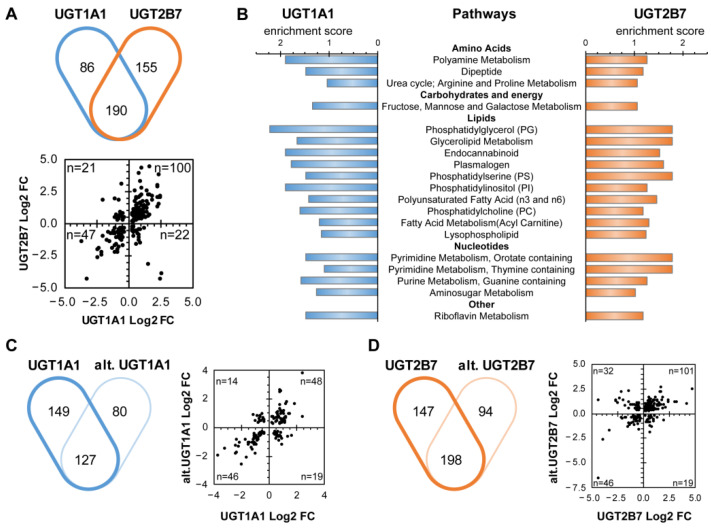 UGT expression induces significant perturbations of metabolite levels. Using an unbiased metabolomic approach, we showed that UGT expression modified intracellular metabolite concentrations in comparison to control cells. (A) Common and divergent changes in metabolite levels (p < 0.05) for enzyme-expressing models are displayed in the Venn diagram (Upper panel), while the scatter plot (Lower panel) shows the log2 fold change (Log2 FC) of metabolites significantly altered in both cell models. Numbers of metabolites in each quadrant are displayed. (B) Pathway enrichment analysis revealed perturbations common to UGT1A1 and UGT2B7. Displayed pathways were enriched in cell models with an enrichment score > 1 and comprised at least 3 metabolites. (C) Venn diagram of common and divergent changes in metabolite levels (p < 0.05) for UGT1A1 and alt. UGT1A1 models (left). The scatter plot shows the Log2 FC of metabolites altered in both cell models (right). (D) Common and divergent changes in metabolite levels (p < 0.05) for UGT2B7 and alt. UGT2B7 models are displayed in the Venn diagram (left). The scatter plot shows the log2 FC of metabolites altered in both conditions. Pathway enrichment analysis for (E) and (F) are displayed in Figure S1. Cells were cultured in standard conditions, as described in the Methods. Metabolites were categorized according to Metabolon proprietary database. The complete list of metabolites and their quantification are provided in Tables S2 and S3.